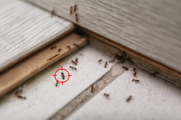 Best Termite Control Services  in Reynoldsburg, OH
