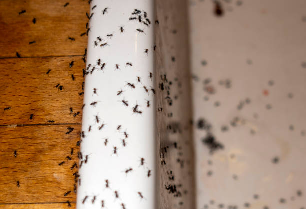 Best Local Pest Control Services  in Reynoldsburg, OH